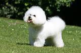 BICHON FRISE 583